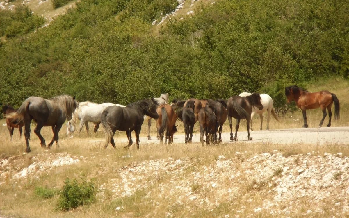 Free-roaming Livno wild horses and highland terrain