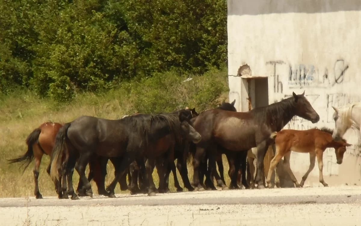 Free-roaming horses photographed in the Livno uplands